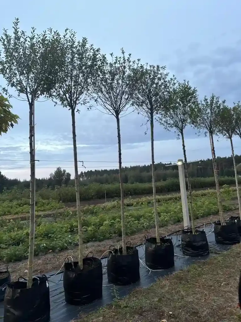 Drzewo Dolny Śląsk 2